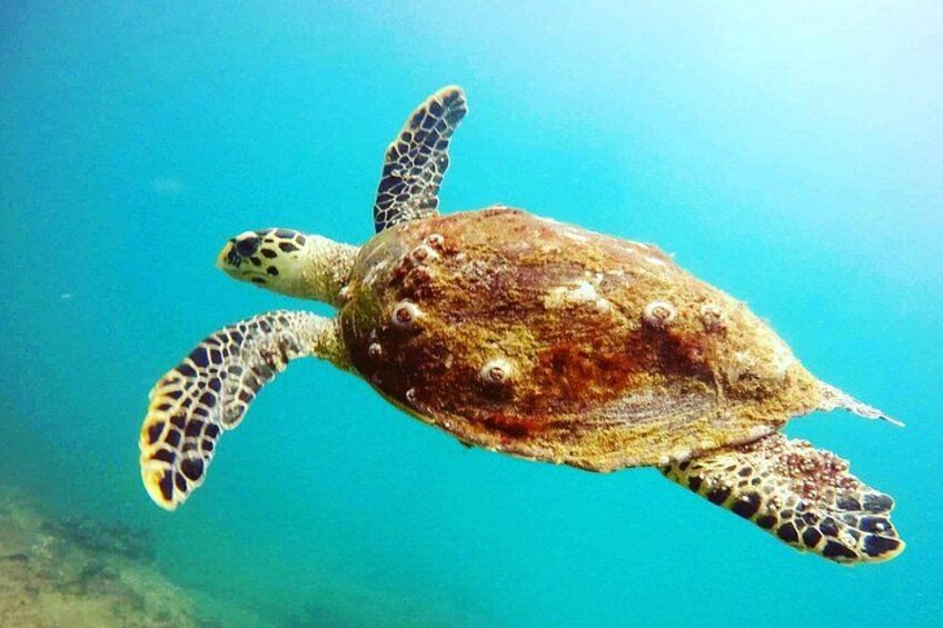 Discover SCUBA Diving in Beautiful Unawatuna Bay 4