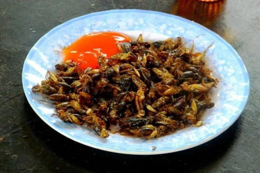 Have chance to tasting cricket 5