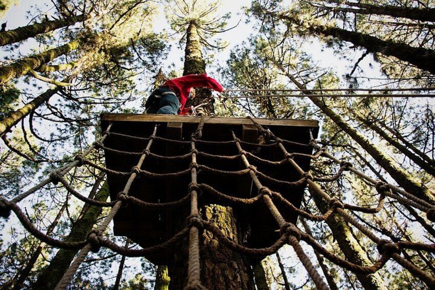 Conquer the treetops at Tenerife island! 3