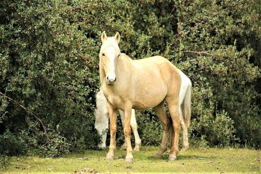 Horse Riding Chacan Mountain And Temple Of The Moon 3