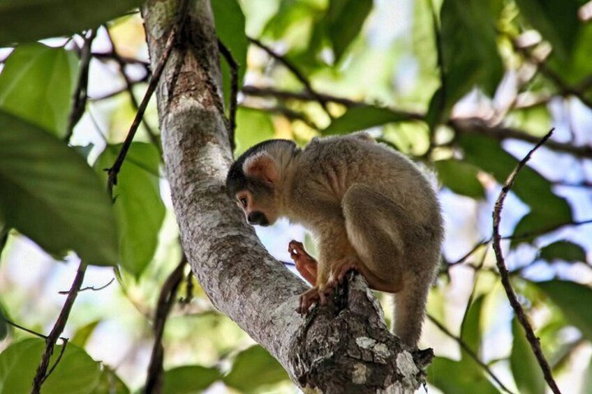 3 days 2 nights - Tambopata Jungle 1