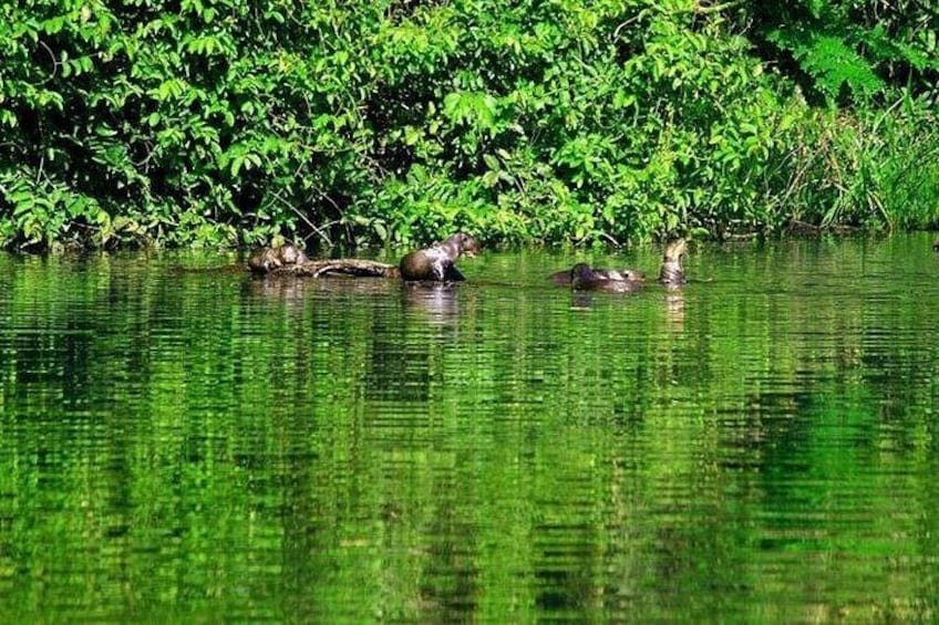 Een rivier met watervogels en weelderige groene begroeiing. 2