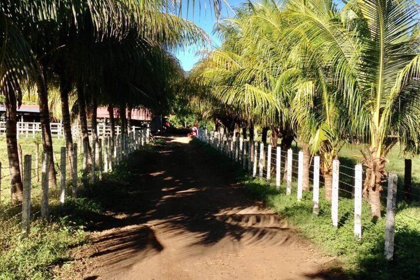 Cattle Farm 