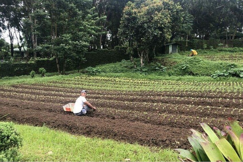 A person kneeling in a field with rows of crops, surrounded by greenery and trees. 3