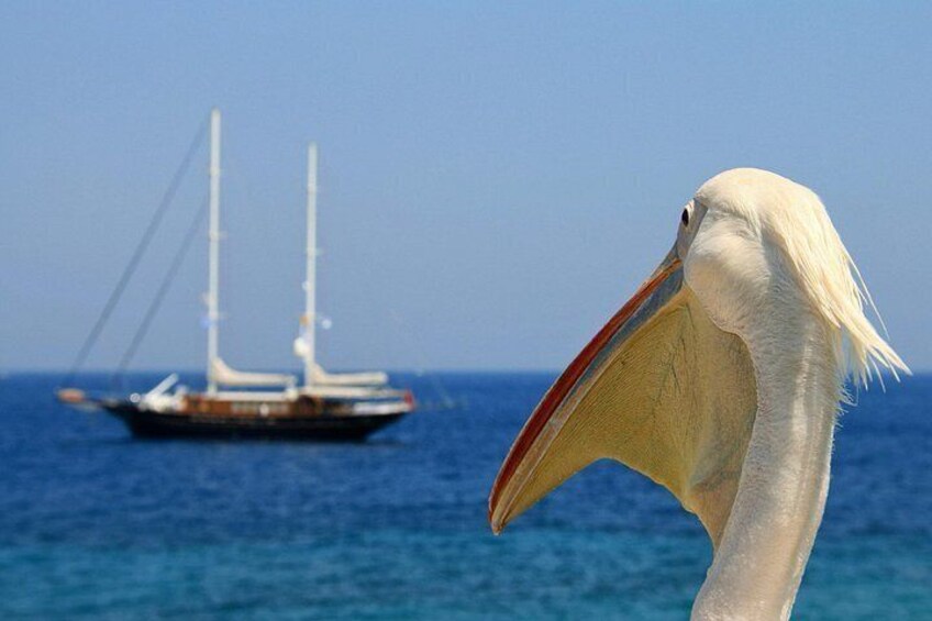 Local Tour with Cruise/Hotel Pick-Up(Small Group or Private) 4