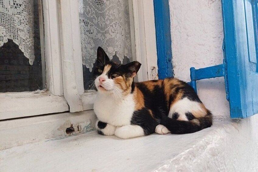 A calico cat sitting on a white ledge by a window with lace curtains. 3