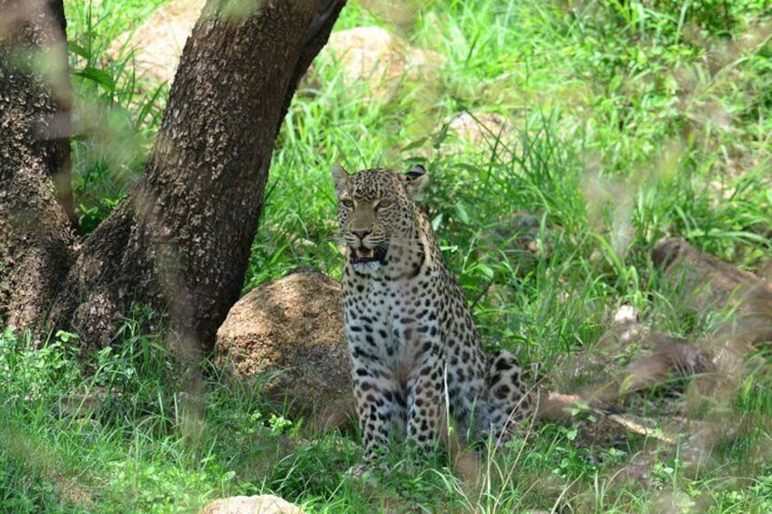 African Safari in Pilanesberg National Park - 1 day adventure