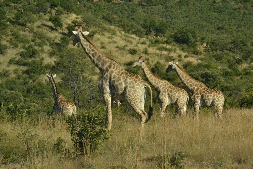 African Safari in Pilanesberg National Park - 1 day adventure