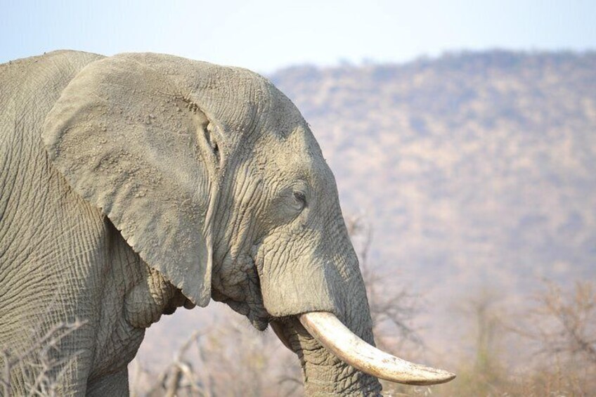 African Safari in Pilanesberg National Park - 1 day adventure