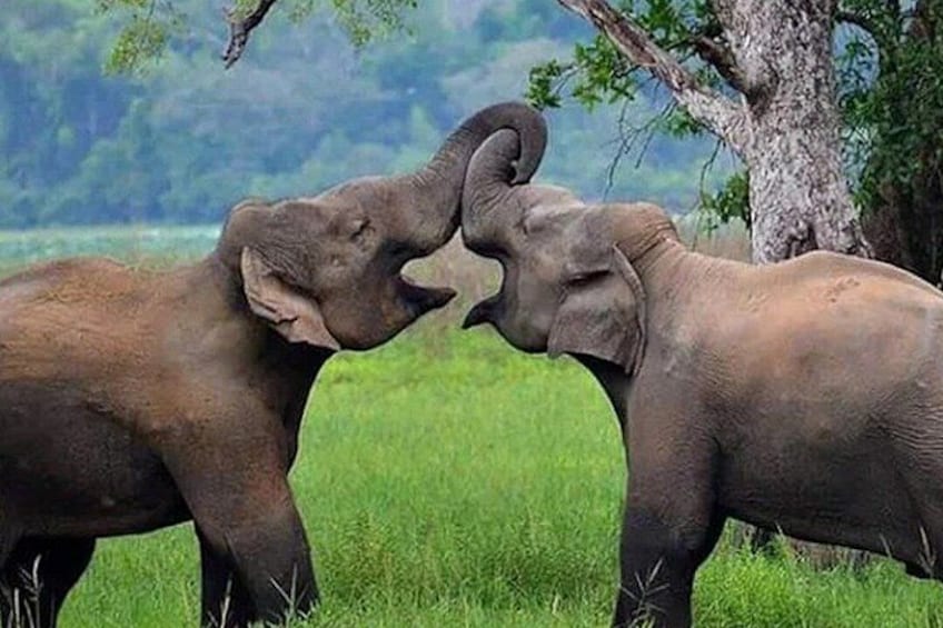 Dos elefantes se enfrentan en un campo cubierto de hierba, con árboles al fondo. 4