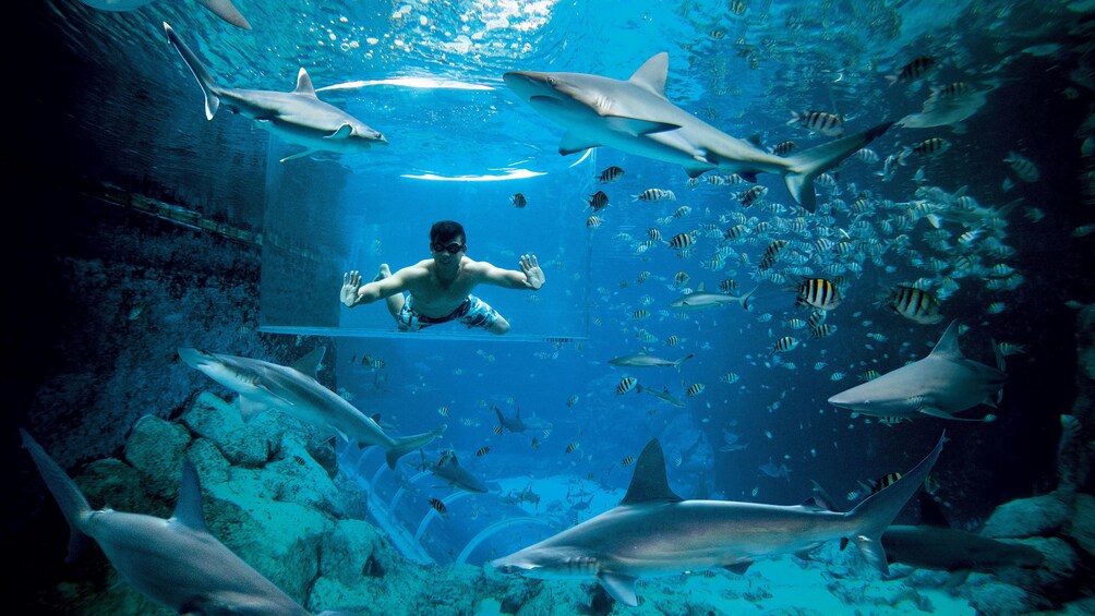 Guy inside observation tank inside the shark aquarium at Adventure cove waterpark in singapore 