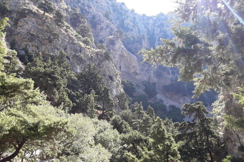 A mountainous landscape with dense forest and rocky cliffs. 1