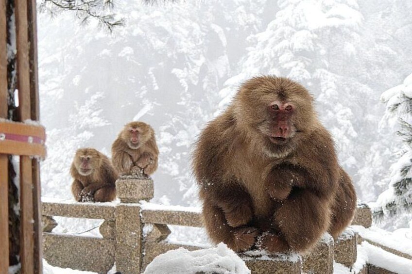 Snow-covered trees and a stone structure with monkeys. 5