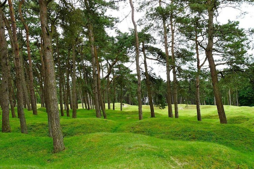 Un bosque con árboles altos y un campo cubierto de hierba. 4