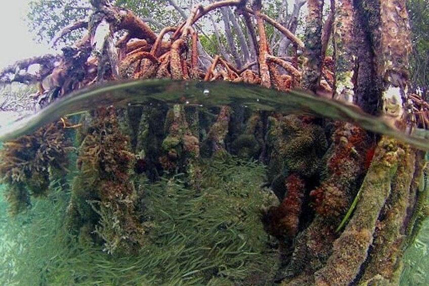 A submerged forest with dense aquatic vegetation and tree roots. 5