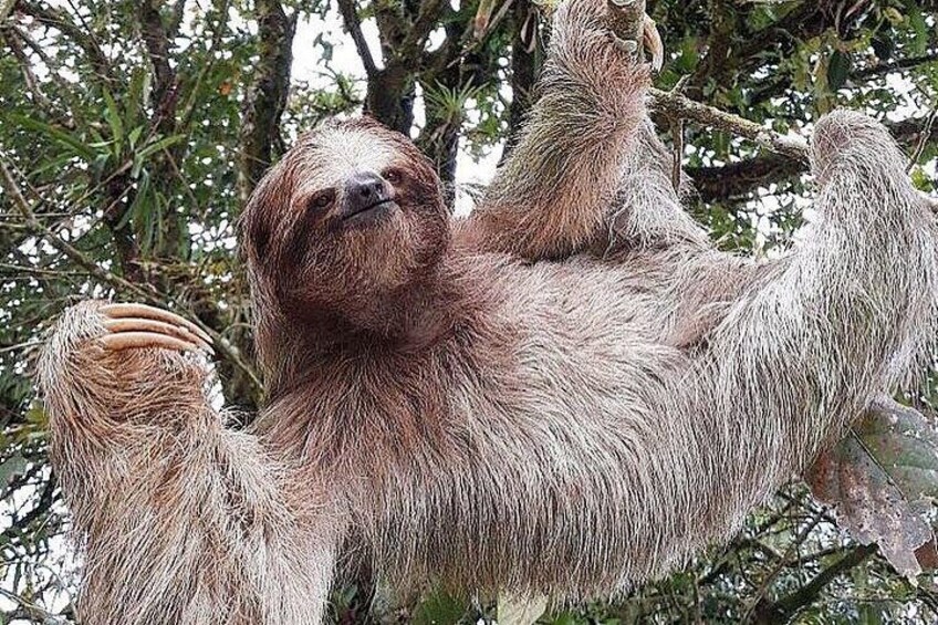 Sloth Watching Wildlife Tour in La Fortuna, Costa Rica 3