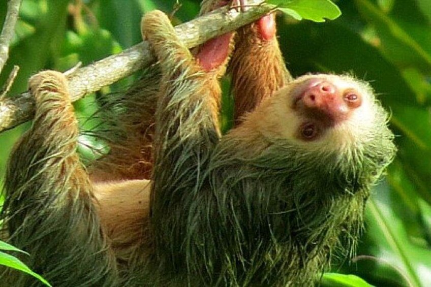 Sloth Watching Wildlife Tour in La Fortuna, Costa Rica 1