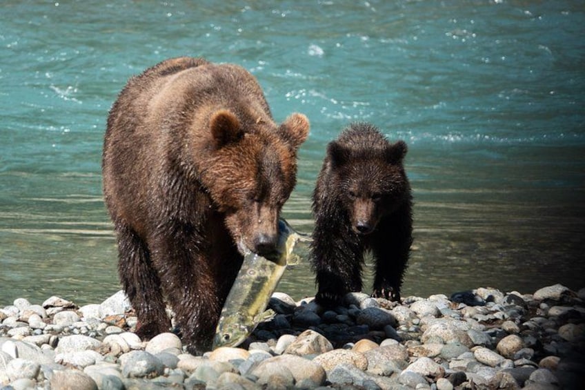 Dos osos cerca de un cuerpo de agua con rocas. 1