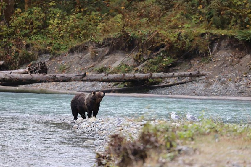Un oso de pie en un río con aves cerca. 4