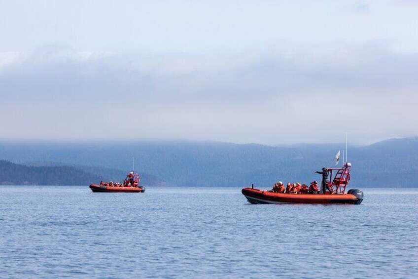 Zodiac Boat Whale and Wildlife 7-8-Hour Tour from Campbell River 2