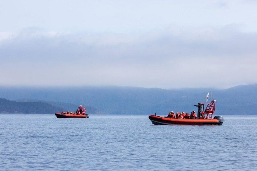 Zodiac Boat Whale and Wildlife 7-8-Hour Tour from Campbell River 2