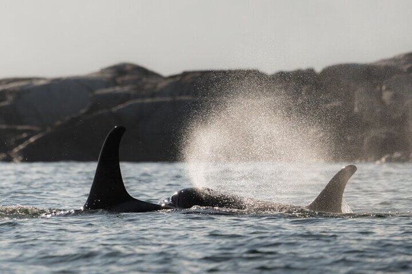 Zodiac Boat Whale and Wildlife 7-8-Hour Tour from Campbell River 1