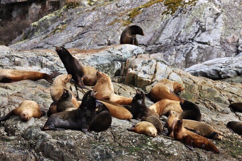 Zodiac Boat Whale and Wildlife 7-8-Hour Tour from Campbell River 3