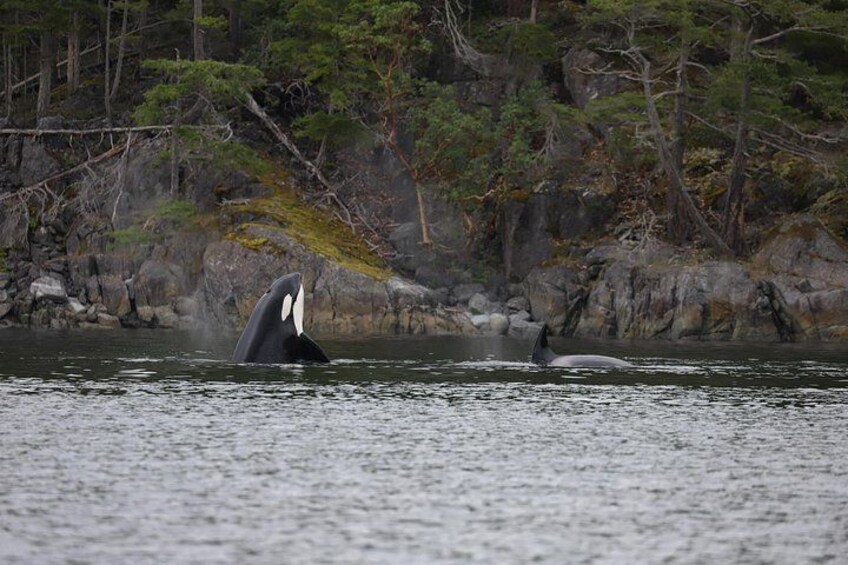 Zodiac Boat Whale and Wildlife 7-8-Hour Tour from Campbell River 3