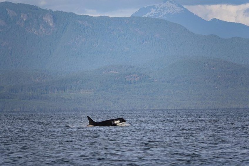 A whale swimming in a body of water with mountains in the background. 2