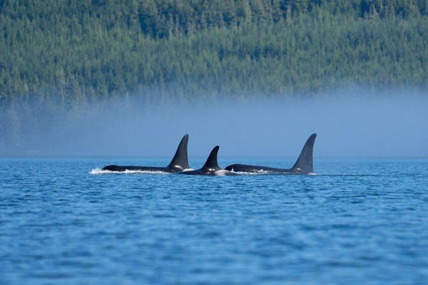 Zodiac Boat Whale and Wildlife 7-8-Hour Tour from Campbell River 4