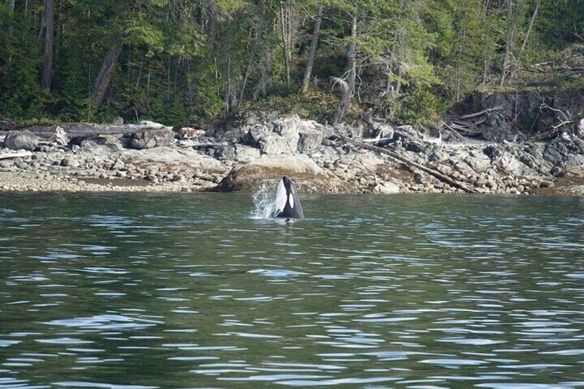 6 hour Zodiac Whale Watching Tour