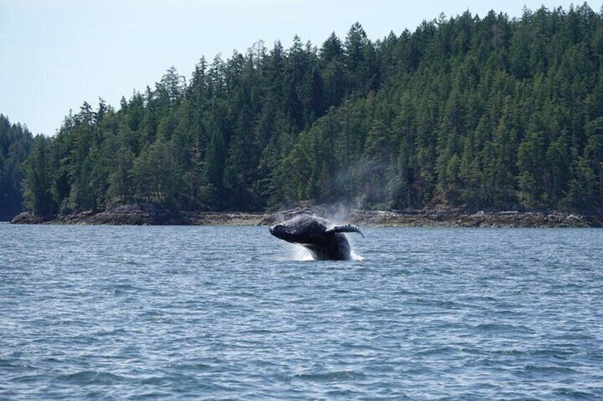 6 hour Zodiac Whale Watching Tour