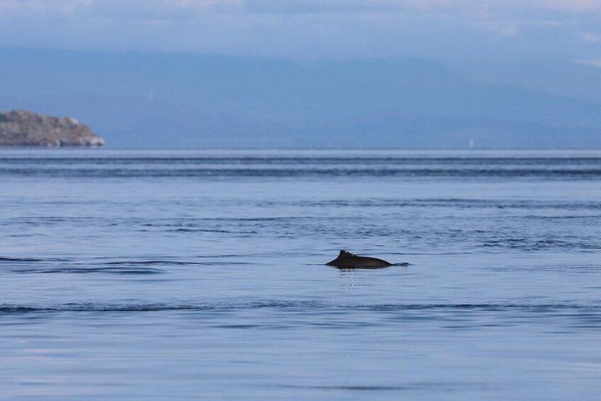 Una ballena nadando en el océano, con una isla distante y un faro al fondo. 3
