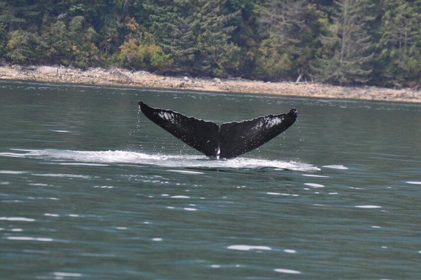 6 hour Zodiac Whale Watching Tour