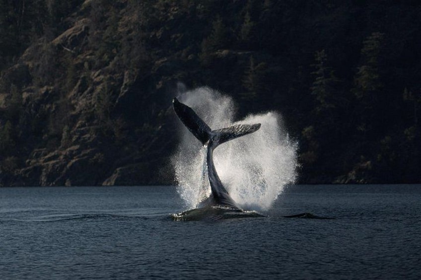 Una ballena rompiendo la superficie del agua, mostrando sus aletas caudales. 1