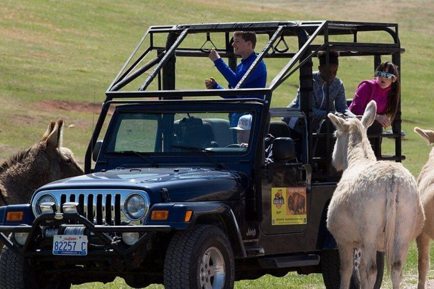 The Only Full Day - Jeep Bison Safari - W/ Lakeside Picnic Lunch 4