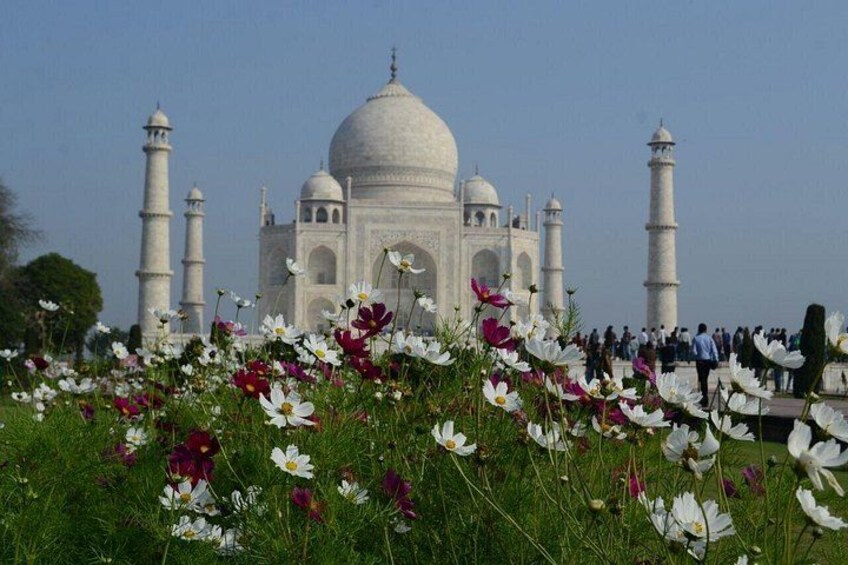 The Taj Mahal surrounded by flowers. 2
