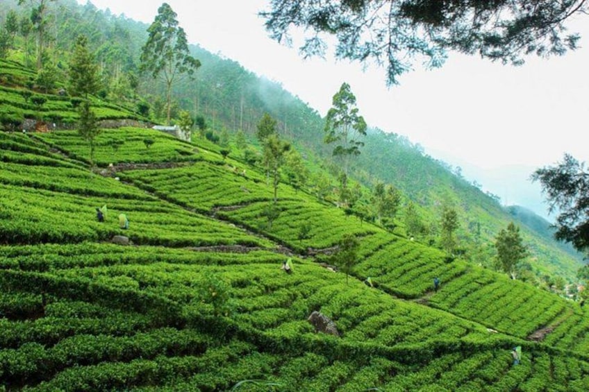 Una exuberante plantación de té con campos escalonados y árboles dispersos. 1