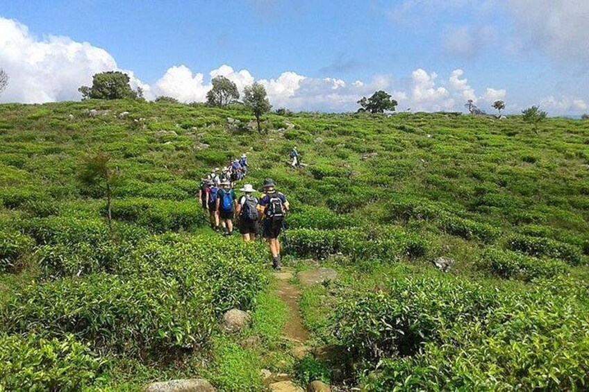 Un grupo de excursionistas en un sendero cubierto de hierba, rodeado de vegetación exuberante. 2