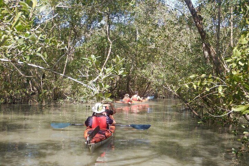 The only way to go through the mangrove is by kayak