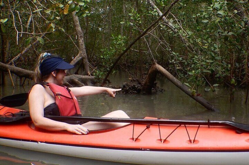 Wildlife spotting in the mangrove