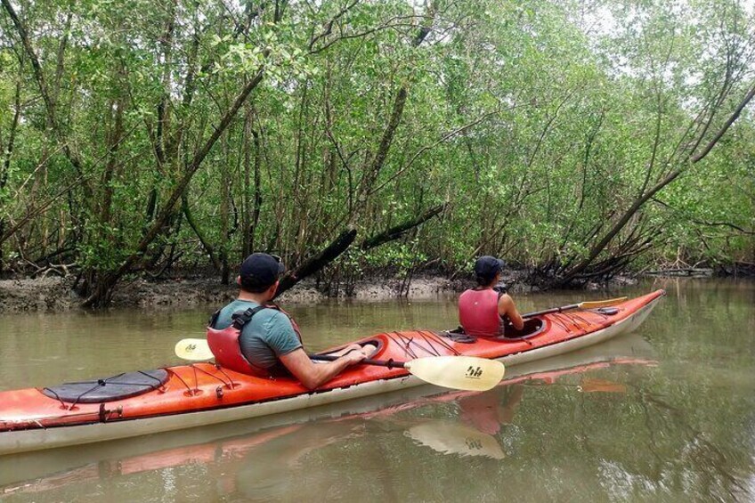 Mangrove kayak tour