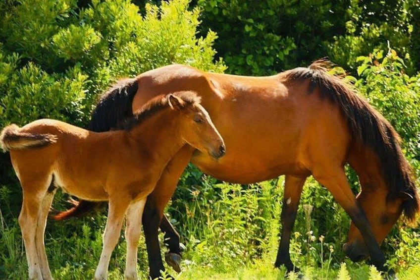 Un cheval brun broute dans un champ verdoyant. 2