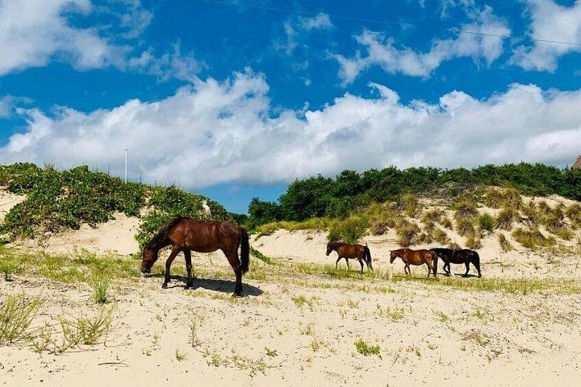 Des chevaux paissent sur une plage de sable, avec des dunes et de la végétation en arrière-plan. 3