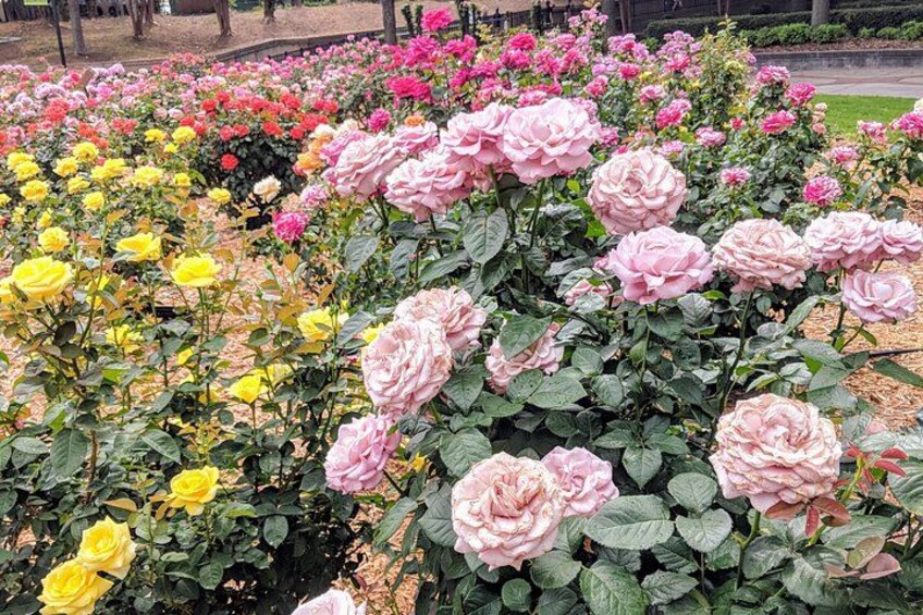 A garden with rows of pink and yellow roses. 3