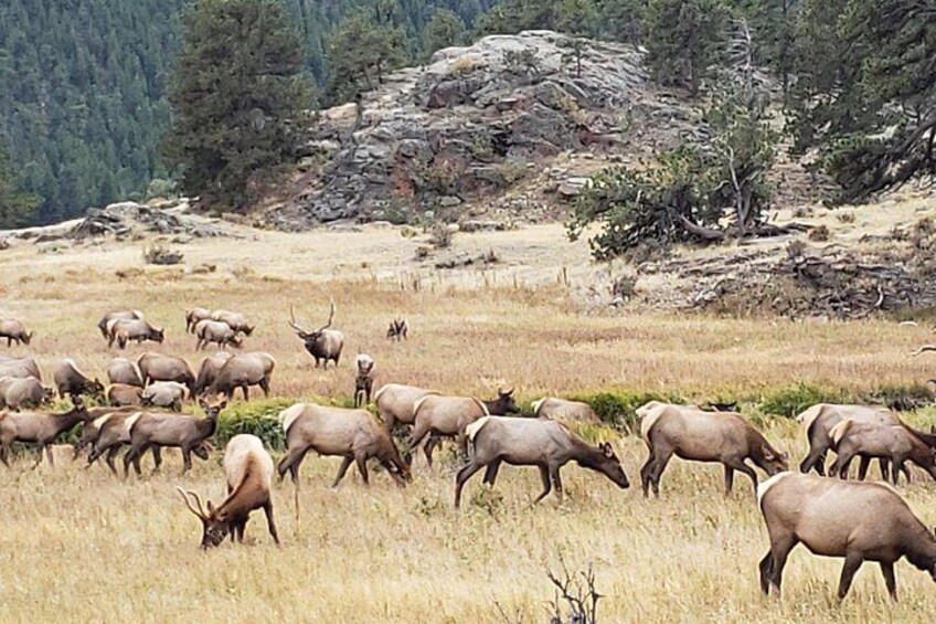 Rocky Mountain Elk 2
