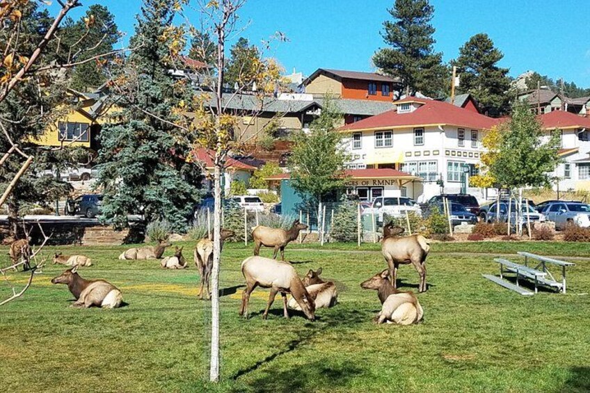 Elk in Estes Park 4