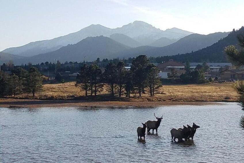Elk in Lake Estes 3