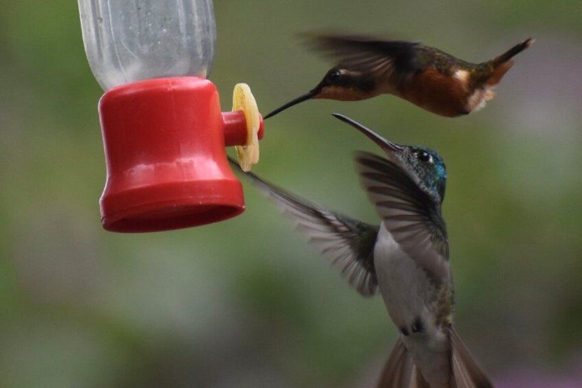 Een kolibrie die voedt zich bij een rode vogelvoeder. 5