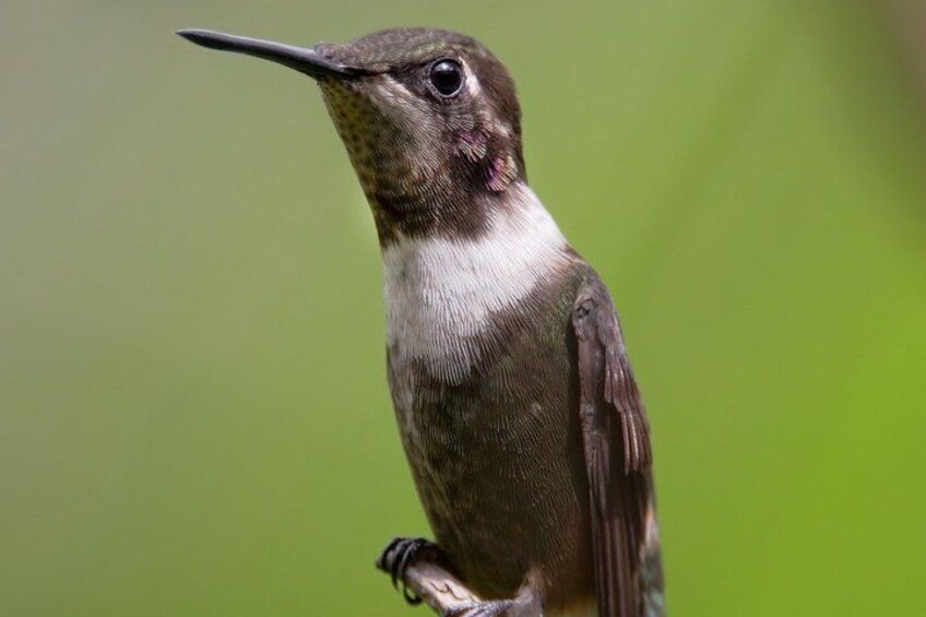 Een vogel met een lange snavel zit op een tak. 3